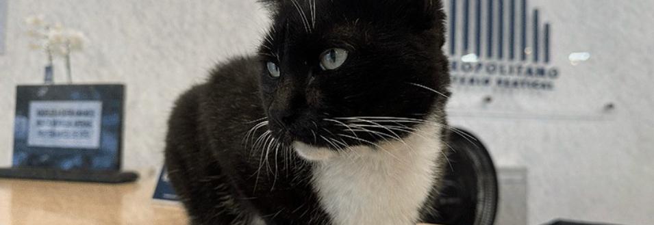 Fubango, gato preto e branco, sobre o balcão do Cemitério Metropolitano