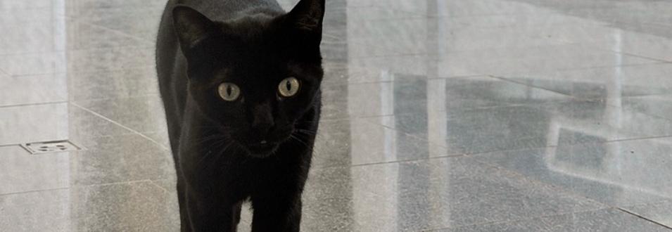 Meia Noite, gato preto, no piso do Cemitério Metropolitano