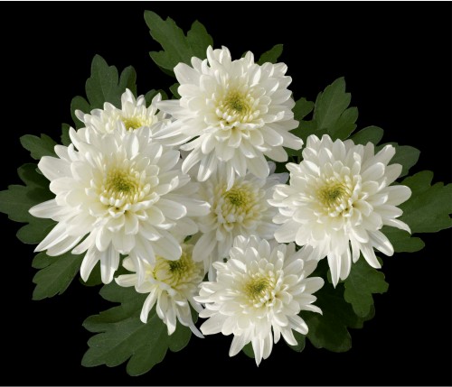Flores para velório e seus significados! Descubra e escolha a melhor para a  sua homenagem - Cemitério Metropolitano