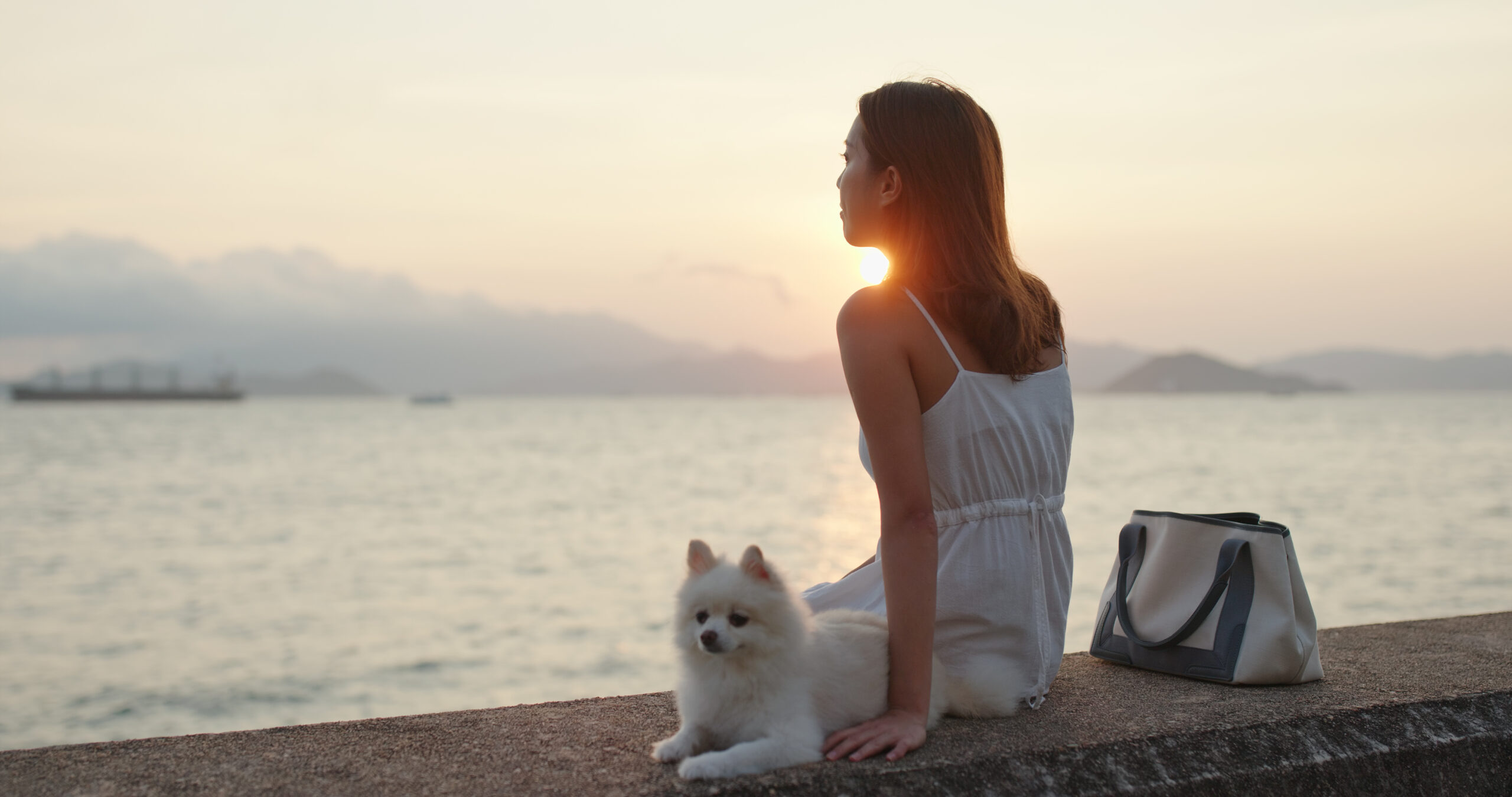 Saúde Pet no Verão: Dicas de Saúde e Bem-Estar Animal